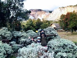 Yuk ke Papandayan, Bisa Kemah di Antara Bunga Edelweis