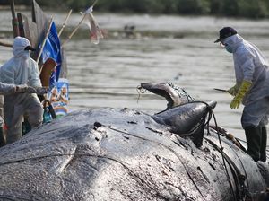 Paus Terdampar di Cianjur Dimakan Warga, Begini Respons KKP