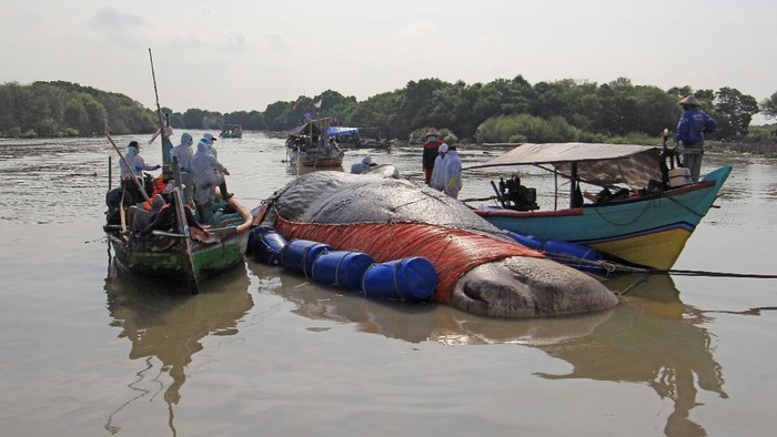 Bangkai Paus Ditemukan Terdampar di Cirebon Sejumlah tim gabungan memeriksa bangkai ikan paus yang terdampar di pantai Bungko, Kapetakan, Kabupaten Cirebon, Jawa Barat, Selasa (13/4/2021). Bangkai ikan paus yang diduga jenis Paus Sperma (Physeter macrocephalus) sepanjang 15 meter itu ditemukan terdampar oleh nelayan dalam kondisi mati pada Minggu (11/4) lalu. ANTARA FOTO/Dedhez Anggara/foc.