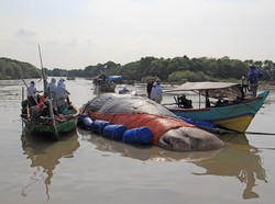 Mengkaji Penyebab Paus dan Orca Terdampar di Indonesia Butuh Waktu Panjang