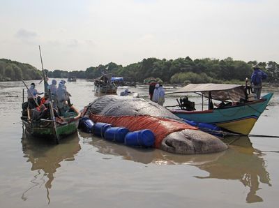 Bangkai Paus Ditemukan Terdampar di Cirebon