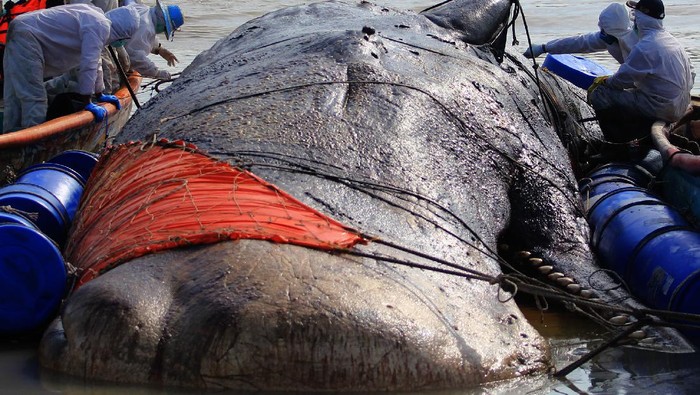 Sejumlah tim gabungan memeriksa bangkai ikan paus yang terdampar di pantai Bungko, Kapetakan, Kabupaten Cirebon, Jawa Barat, Selasa (13/4/2021). Bangkai ikan paus yang diduga jenis Paus Sperma (Physeter macrocephalus) sepanjang 15 meter itu ditemukan terdampar oleh nelayan dalam kondisi mati pada Minggu (11/4) lalu. ANTARA FOTO/Dedhez Anggara/foc.