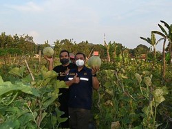 Kembangkan Cepu Ecopark Mentul, Kementerian ESDM Garap Kebun Melon