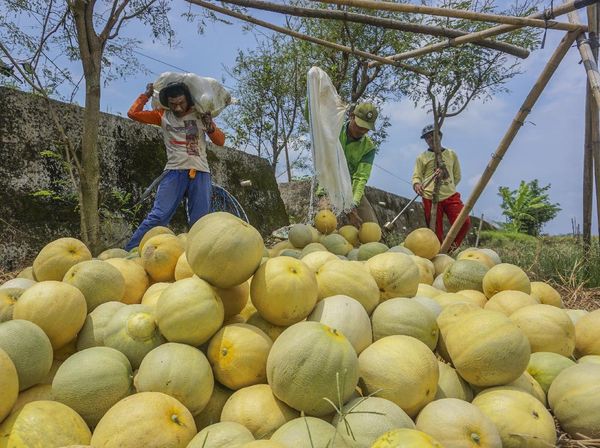 Jadi Bahan Takjil, Permintaan Buah Ini Meningkat di Bulan Puasa