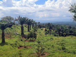 Sentilan Diaspora RI ke Bukit Algoritma Ala Silicon Valley