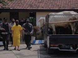 Rebutan Warisan, Keponakan Ini Curi Dua Sapi Milik Bibinya