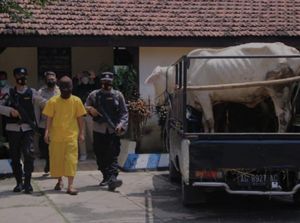 Rebutan Warisan, Keponakan Ini Curi Dua Sapi Milik Bibinya Rebutan Warisan, Keponakan Ini Curi Dua Sapi Milik Bibinya