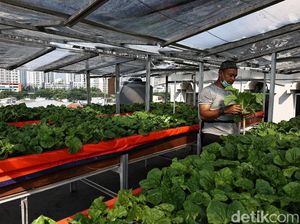 Hal yang Harus Dipersiapkan Saat Mulai Menanam di Atap Rumah