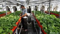 Kebun Pakcoy Aeroponik Ini Ada di Atap Masjid Lho