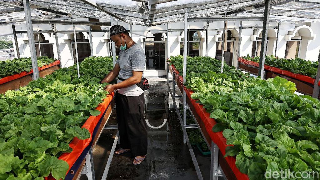Kebun Pakcoy Aeroponik Ini Ada di Atap Masjid Lho Kebun Pakcoy Aeroponik Ini Ada di Atap Masjid Lho