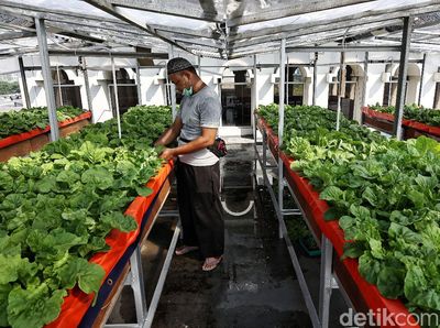 Kebun Pakcoy Aeroponik Ini Ada di Atap Masjid Lho