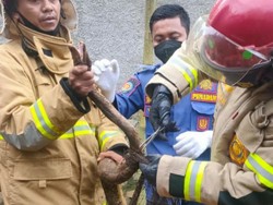 Petugas Damkar Ciamis Tangkap Ular Sanca 2,5 Meter Pemangsa Ayam