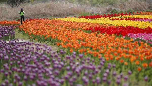 Indahnya Mekaran Bunga Tulip Saat Musim Semi di Korsel