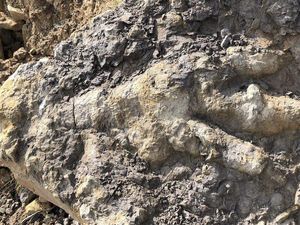 Wow! Jejak Dinosaurus Raksasa Pemakan Daging Ditemukan di Inggris