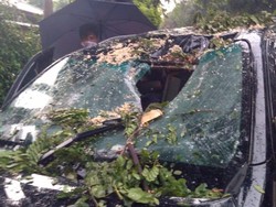 Pohon Tumbang di Sejumlah Titik di Jakarta, Timpa Mobil hingga Rumah