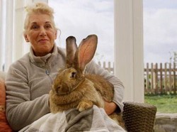 Saat Mantan Model Playboy Kehilangan Kelinci dan Sayembara Berhadiah Puluhan Juta