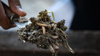 Ini Penampakan Maggot BSF Si Pengurai Sampah Organik