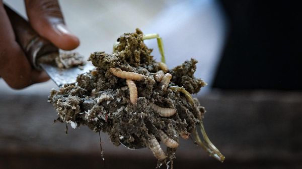 Ini Penampakan Maggot BSF Si Pengurai Sampah Organik