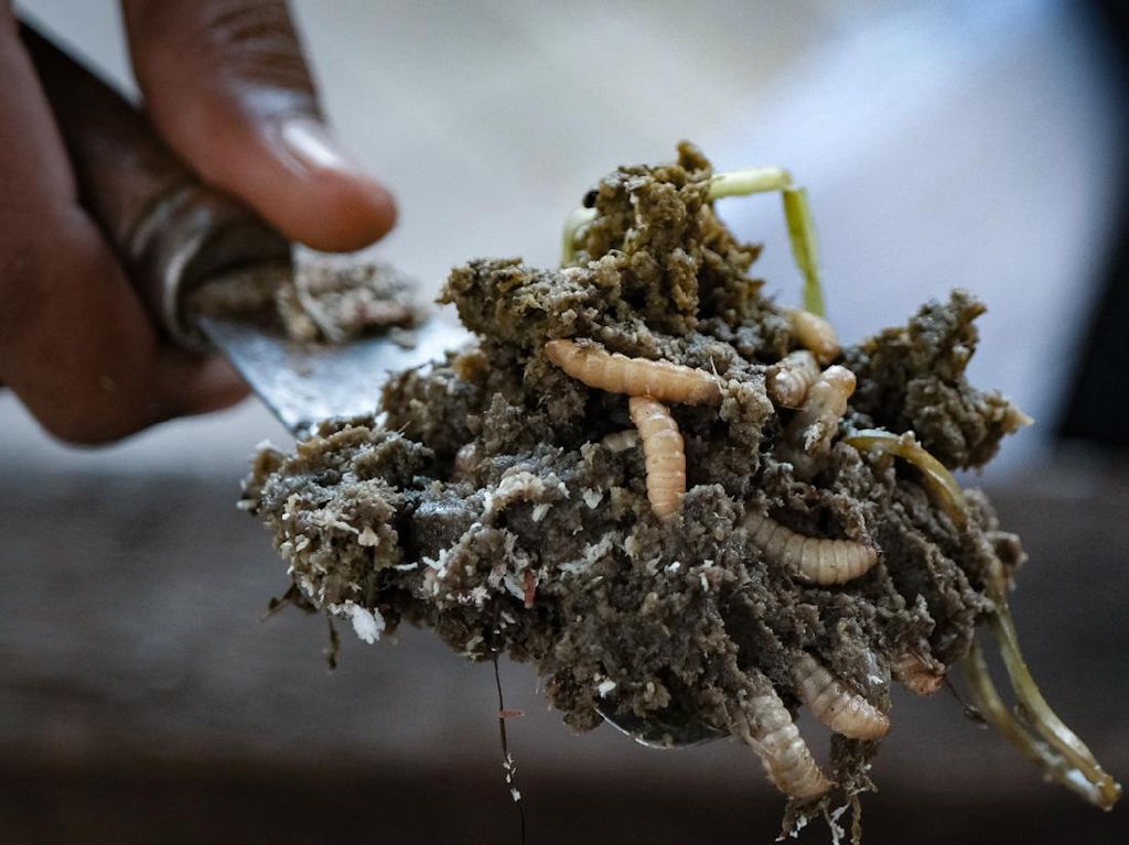 Ini Penampakan Maggot BSF Si Pengurai Sampah Organik