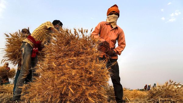 Panen Gandum, Petani India Siap Raup Cuan
