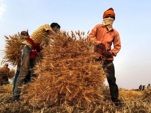 Gara-gara Gelombang Panas, India Larang Ekspor Gandum!