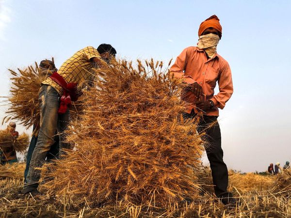 Panen Gandum, Petani India Siap Raup Cuan