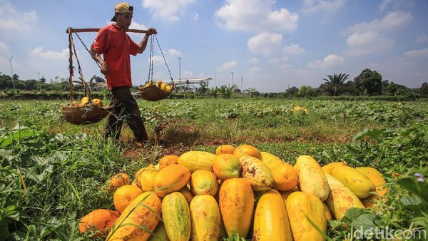 Panen Timun Suri Tambah Semarak Ramadhan