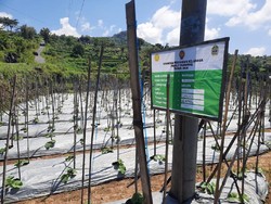 Peran Pertanian Keluarga untuk Ketahanan Pangan Nasional