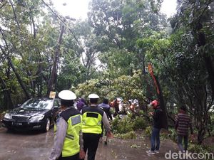 Imbas Hujan Deras, Pohon Tumbang Sempat Tutup Sebagian Jalan di Tangsel