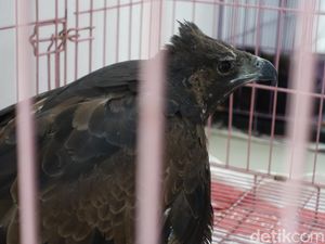 Penjual Satwa Dilindungi Elang Brontok di Yogya Dibekuk Polisi Penjual Satwa Dilindungi Elang Brontok di Yogya Dibekuk Polisi