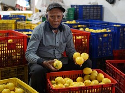 Cegah Penumpukan Stok, Kementan Edarkan Lemon ke Jabodetabek-Bali