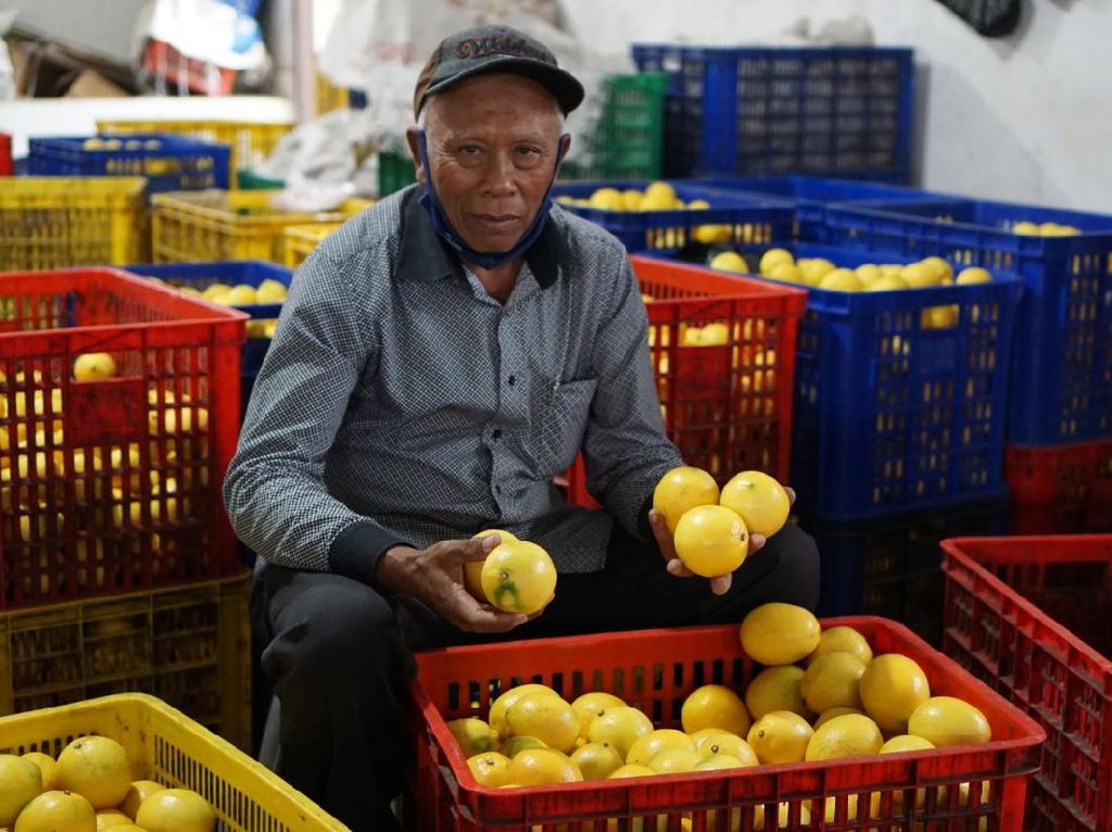 Cegah Penumpukan Stok, Kementan Edarkan Lemon ke Jabodetabek-Bali Cegah Penumpukan Stok, Kementan Edarkan Lemon ke Jabodetabek-Bali