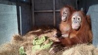 Upaya Mendukung Konservasi Satwa Langka