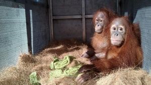 Upaya Mendukung Konservasi Satwa Langka