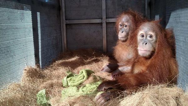 Upaya Mendukung Konservasi Satwa Langka