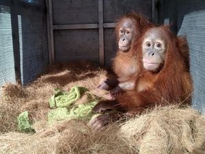 Upaya Mendukung Konservasi Satwa Langka