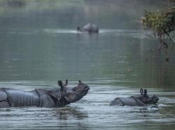 Jumlah Badak di Negara Ini Meningkat Drastis di Masa Pandemi
