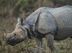 Mengenal Fauna di Indonesia dan Faktor Persebarannya