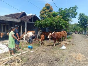 Warga Terdampak Banjir Saradan Madiun Ungsikan Puluhan Hewan Ternaknya Warga Terdampak Banjir Saradan Madiun Ungsikan Puluhan Hewan Ternaknya