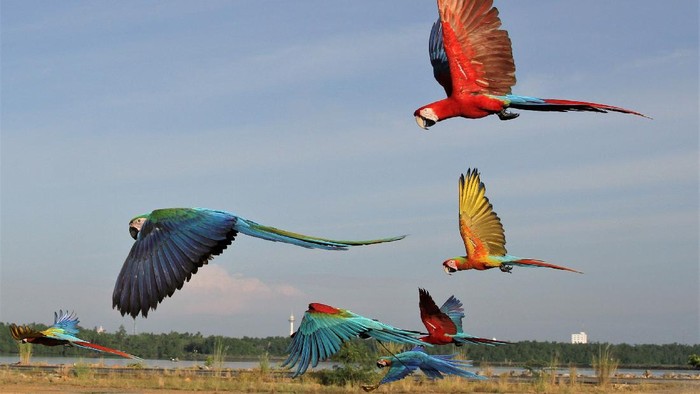 Gerhana Matahari Bikin Burung Jadi Lebih Berisik? Peneliti Ungkap Faktanya!