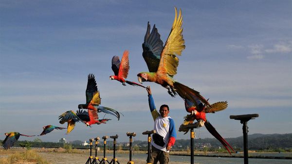 Seru! Begini Caranya Melatih Burung Macaw
