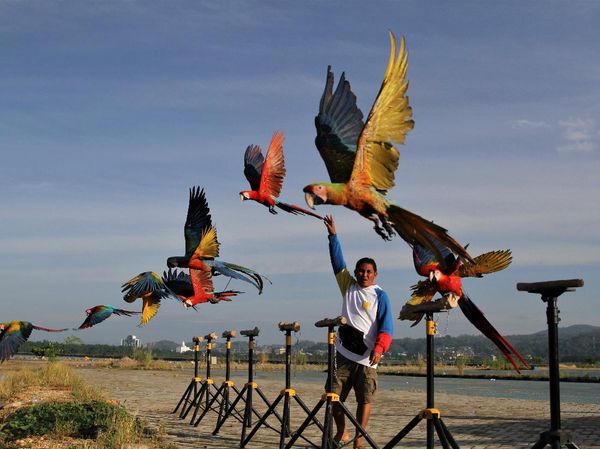 Seru! Begini Caranya Melatih Burung Macaw