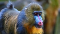 Reptil Bisa Berwarna-warni, Kenapa Mamalia Tidak?