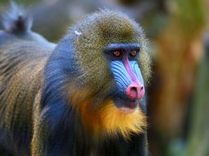 Disney Kedatangan Bayi Monyet Dukun