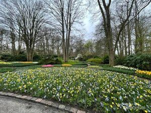 Cantiknya Keukenhof, Tetap Bersemi Meski Pandemi Cantiknya Keukenhof, Tetap Bersemi Meski Pandemi