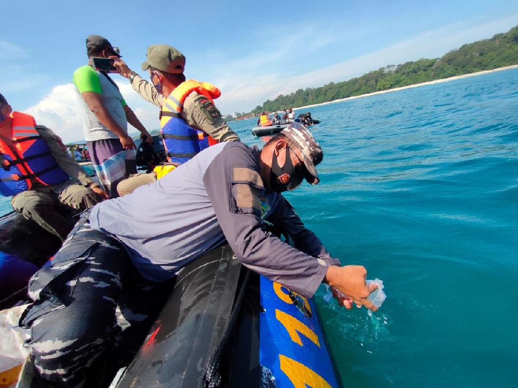 Ribuan Benih Lobster Hasil Razia Dilepasliarkan di Pantai Pangandaran Ribuan Benih Lobster Hasil Razia Dilepasliarkan di Pantai Pangandaran