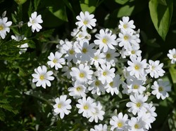 7 Tanaman Hias Tahan Panas Matahari, Cocok Buat Halaman Rumah