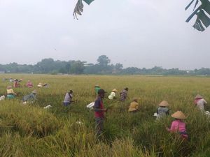 Salut! Kades di Klaten Ini Bebaskan Sawahnya Dipanen Warga Terdampak Corona