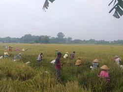Salut! Kades di Klaten Ini Bebaskan Sawahnya Dipanen Warga Terdampak Corona