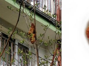 Bikin Heboh Warga! Benda Mencurigakan di Pohon Ini Ternyata Croissant